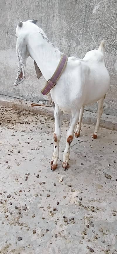 Dasi path