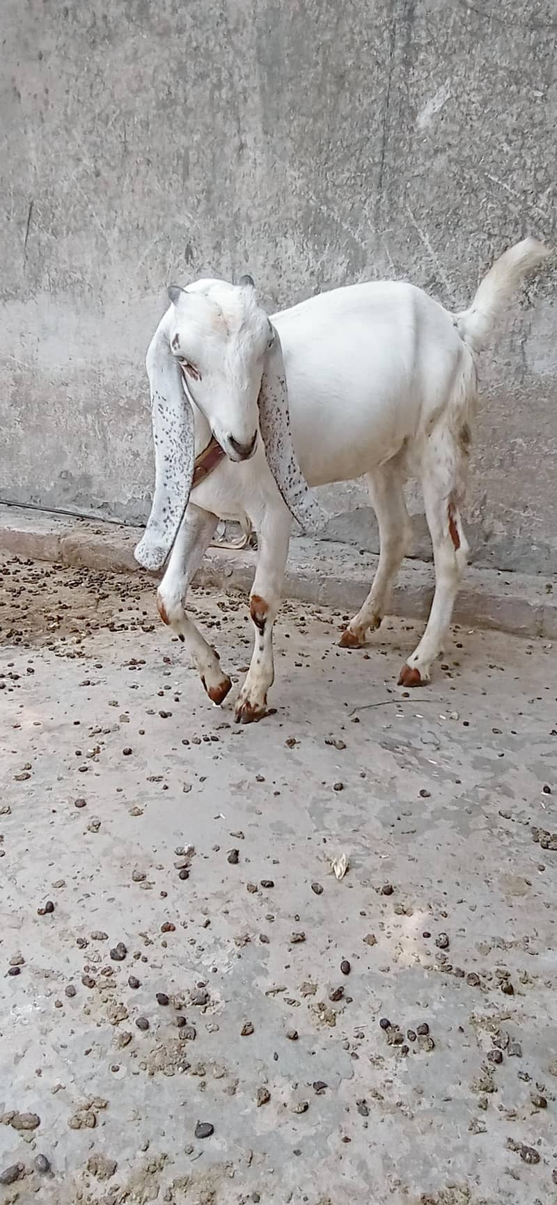 Dasi path 2