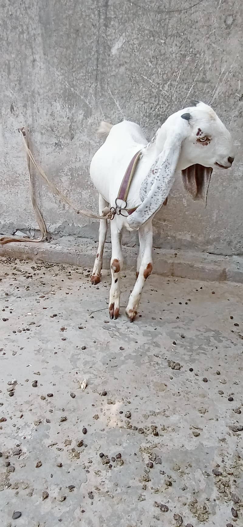 Dasi path 3