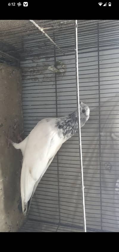kabli