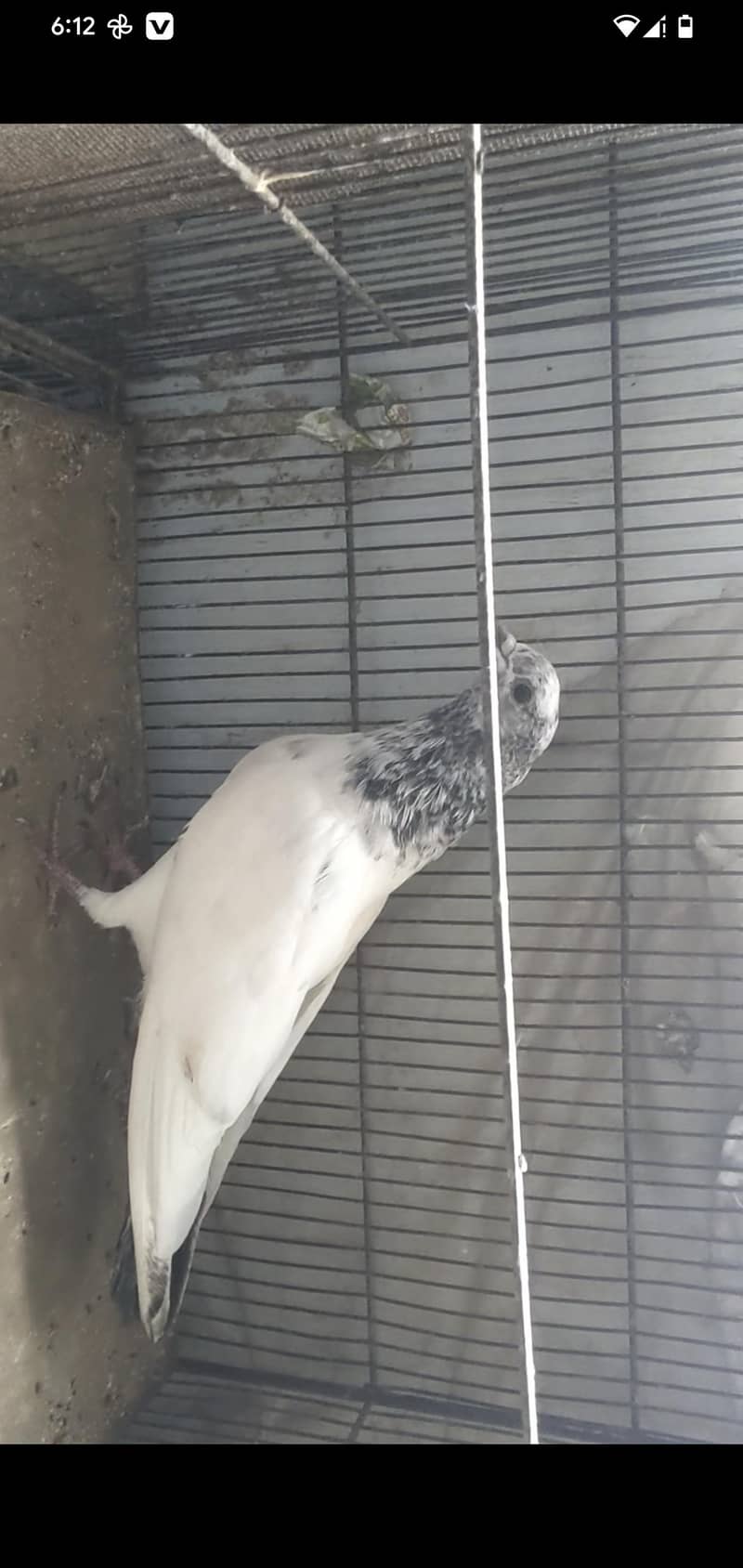 kabli 0