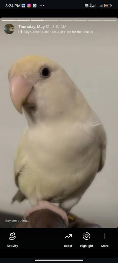 love bird peach face cremino fly tame hand tame