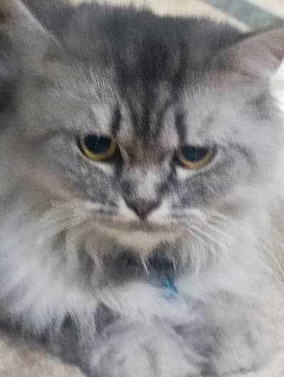 cats lily male female baby