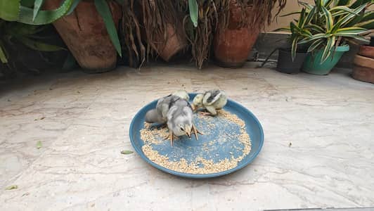 White Dragon Chicks for Sale | Silver White & Ice Blue Colours|