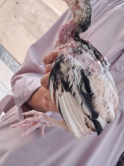 quality aseel  chicks for sale.