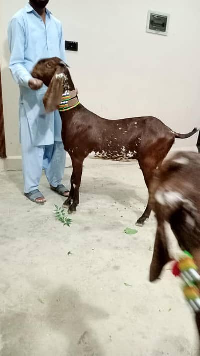 دو عدد مکھی چینی پٹھیں برائے فروخت 03105669855
