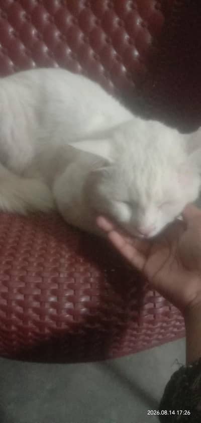 persian male cat double eyes