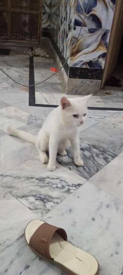 Cat for sale