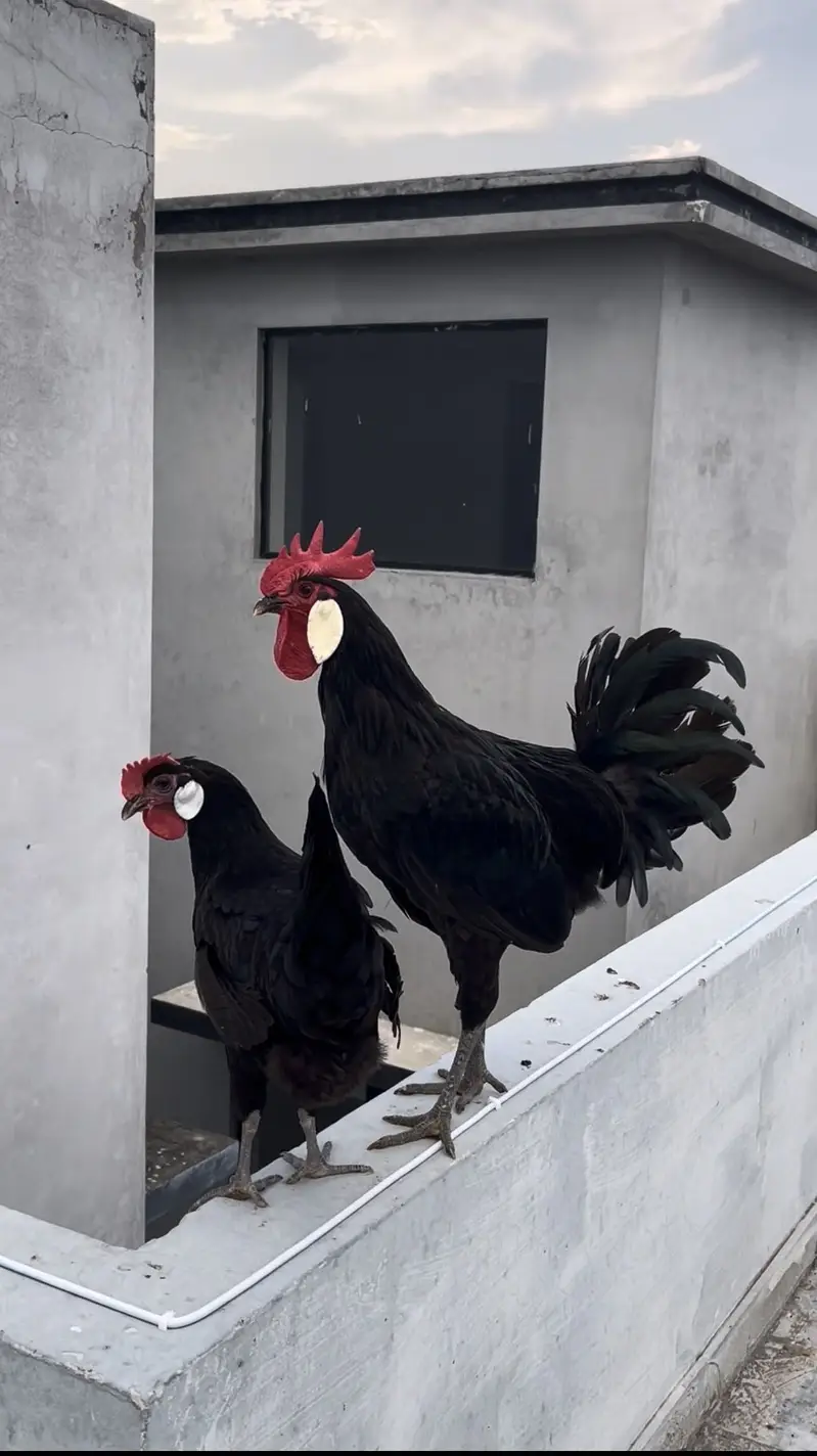 Black monarca fresh fertile eggs — photo 3