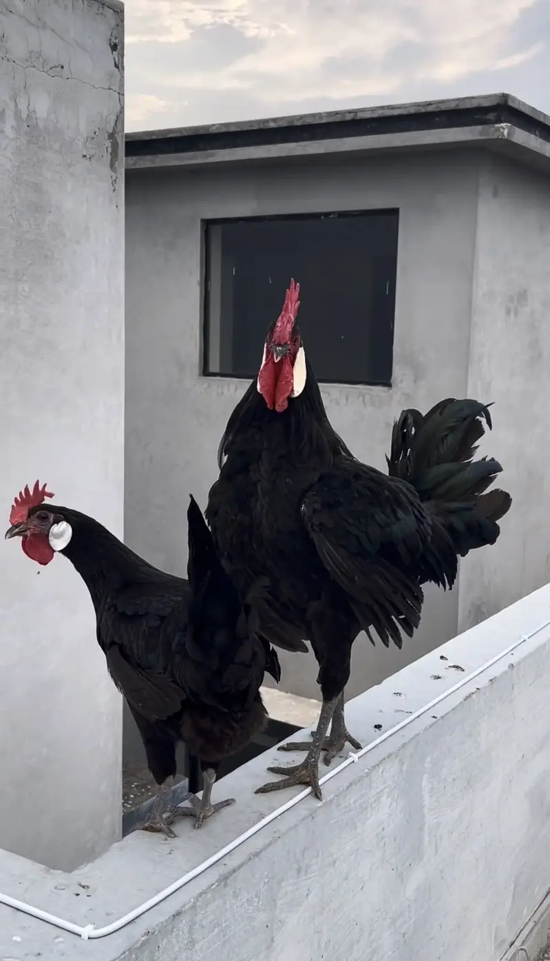 Black monarca fresh fertile eggs — photo 2