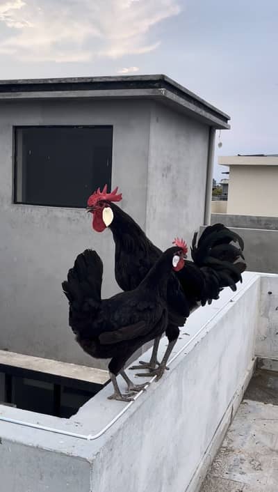 Black monarca fresh fertile eggs