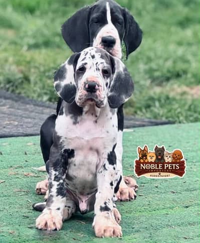 GREAT DANE PEDIGREED PUPPIES AVAILABLE FOR IMPORT