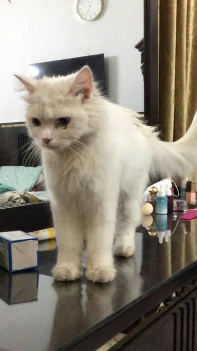 triple Coated Doll Face kittens