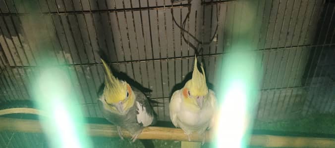 cocktail pair grey male yellow female