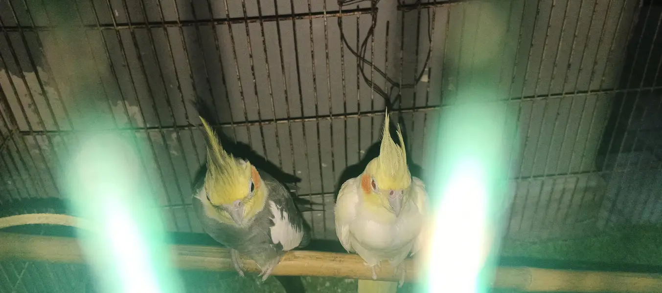 cocktail pair grey male yellow female