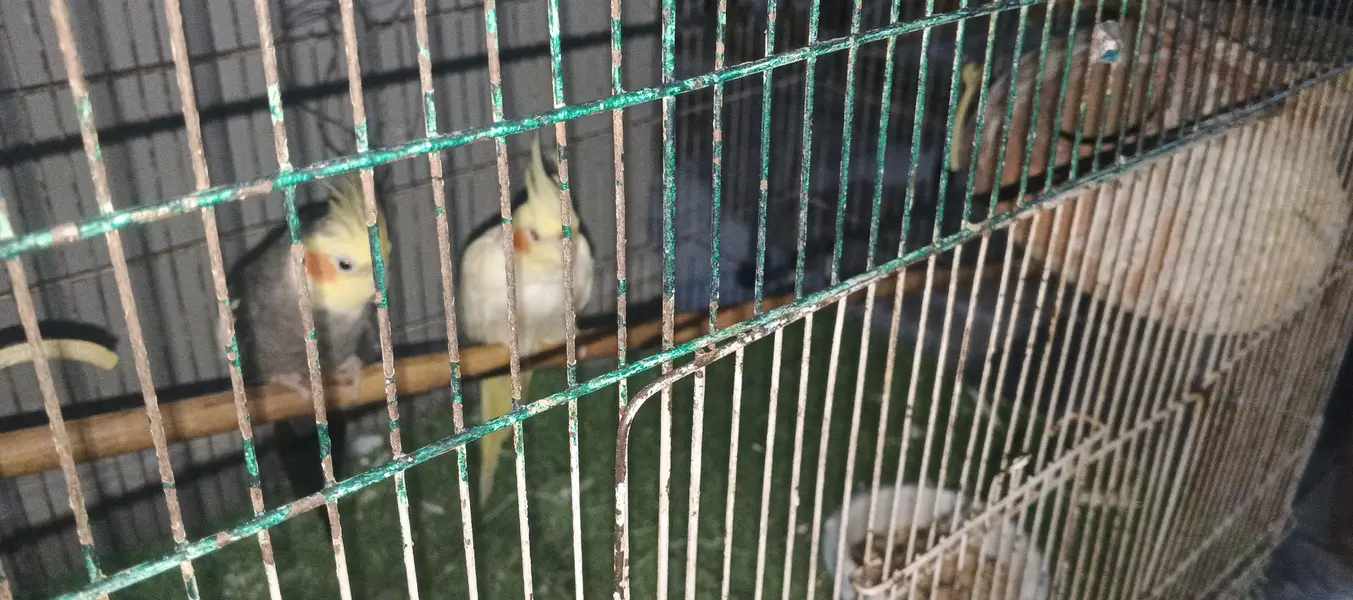 cocktail pair grey male yellow female — photo 3