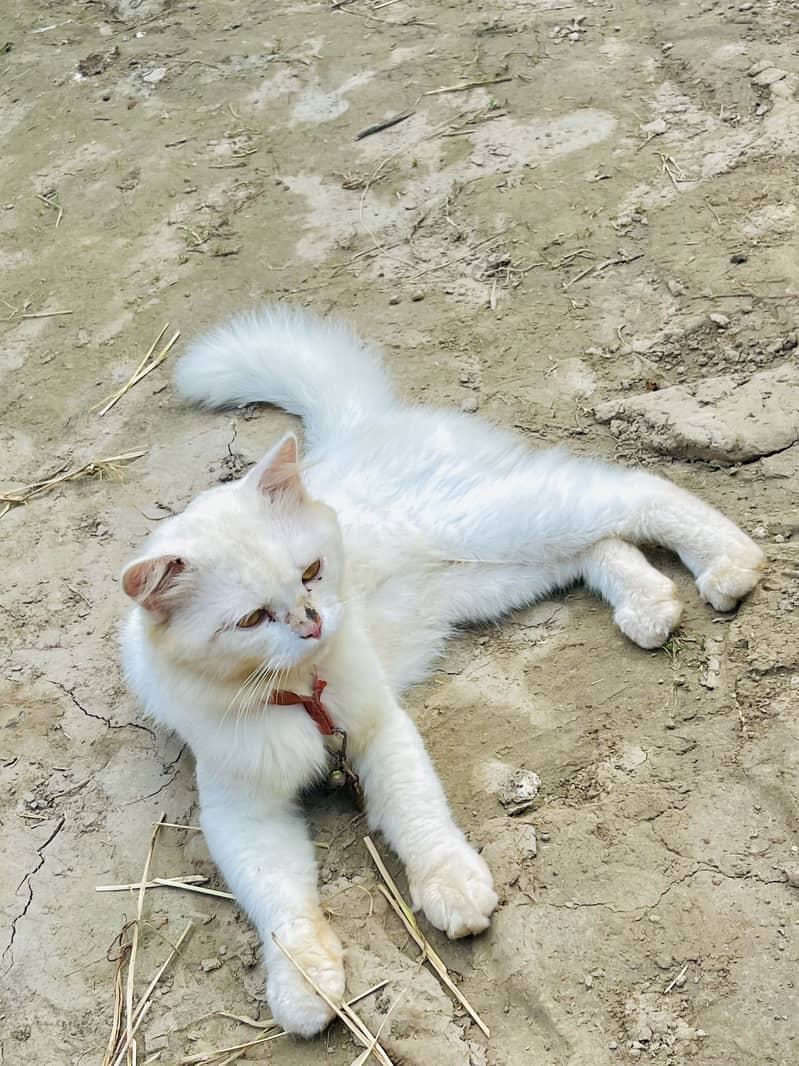 Total white 3