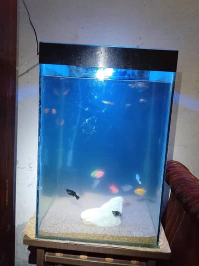Fish aquarium for Sela 03054090781