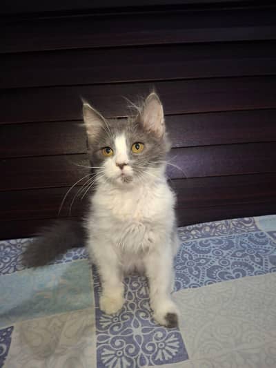 Cute Kittens for sale