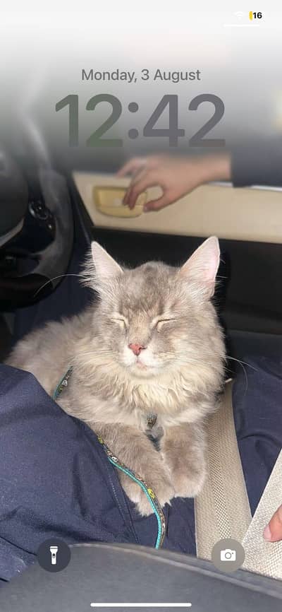 Persian triple caot 2 years age neutral