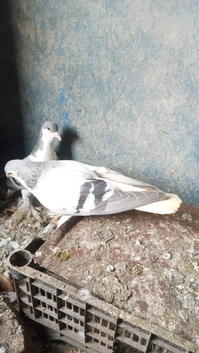 برائے فروخت