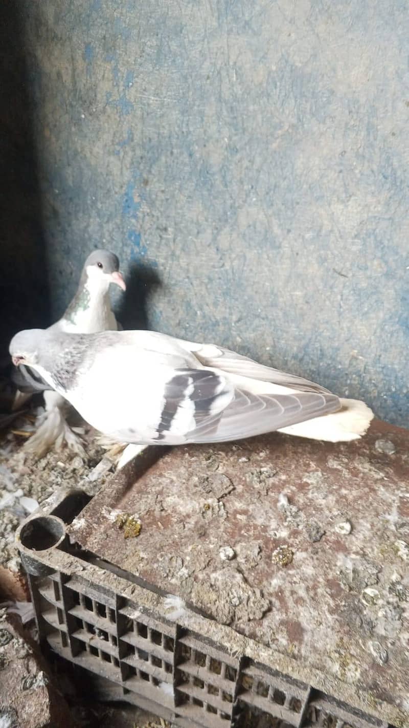 برائے فروخت 0