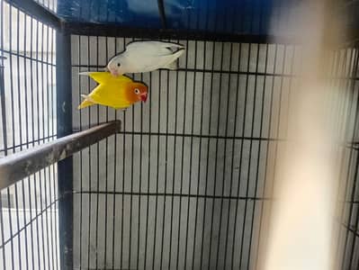 Lutuno - Albino - Creamino, Decino - Cage