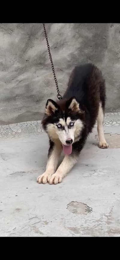 Siberian Husky