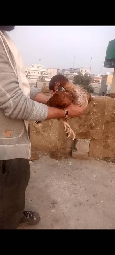 7 Aseal madiyan 2 Nar for Sale