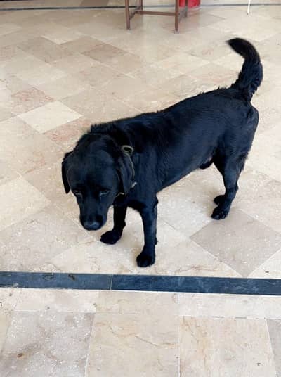 Black Labrador Pair for Sell