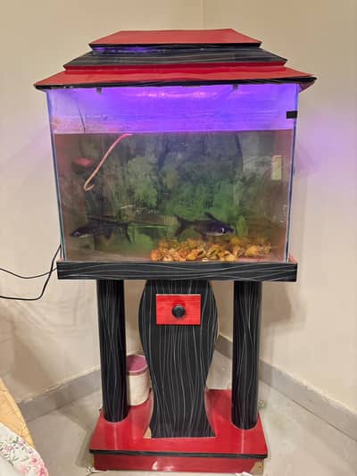 Complete Aquarium Setup with Stand, 2 Sea-Line Sharks and Accessories