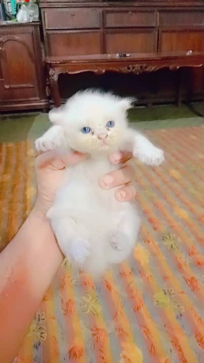 singal male femal 15000