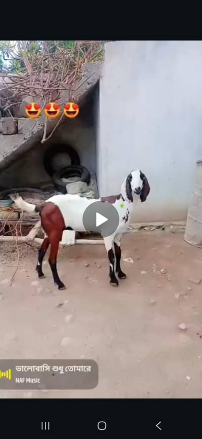 betal female goat