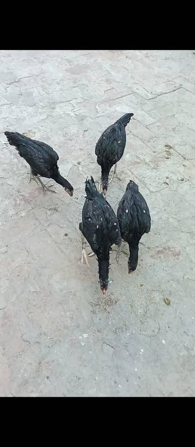 Aseel Pure Thai Chicks for sale mobile no 03214272302