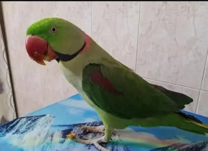 Kashmir Raw Parrot handtam fully