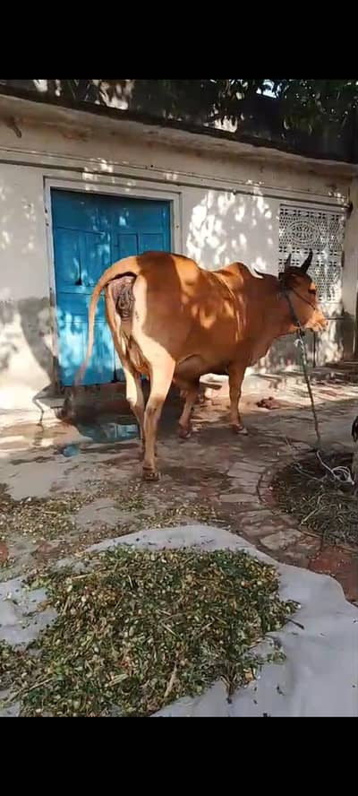 Cow with their calves