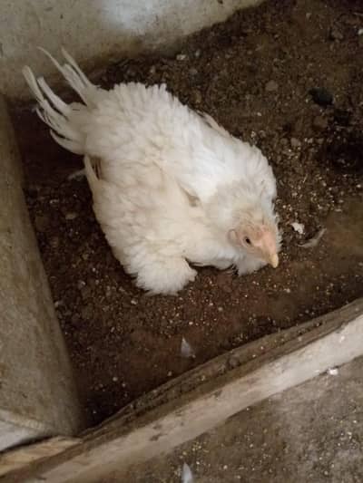 Indian parot beak breeder female.
