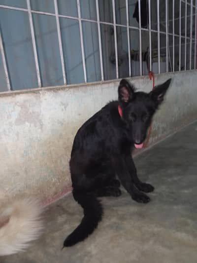 Black German shepherd