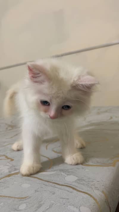 Kittens for sale
