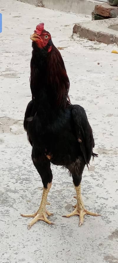 گلوار نسل مرغا