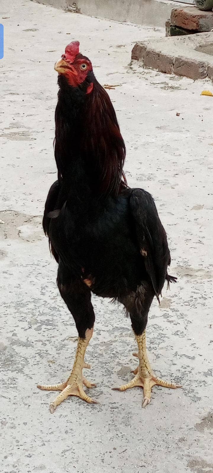گلوار نسل مرغا 0