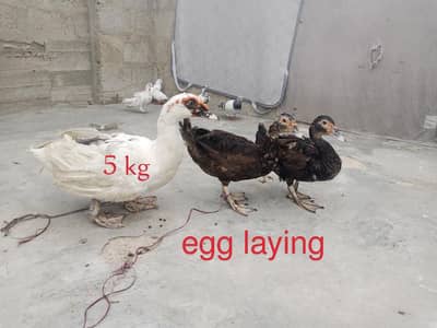egg laying mascovy