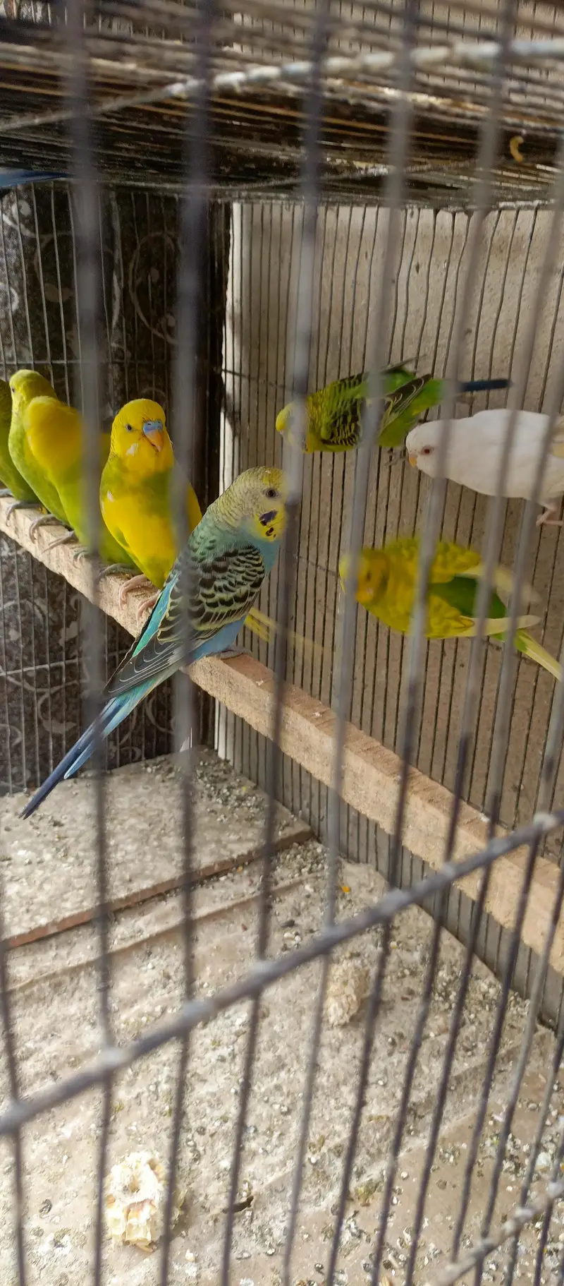 budgies pair for sale per pair 1200