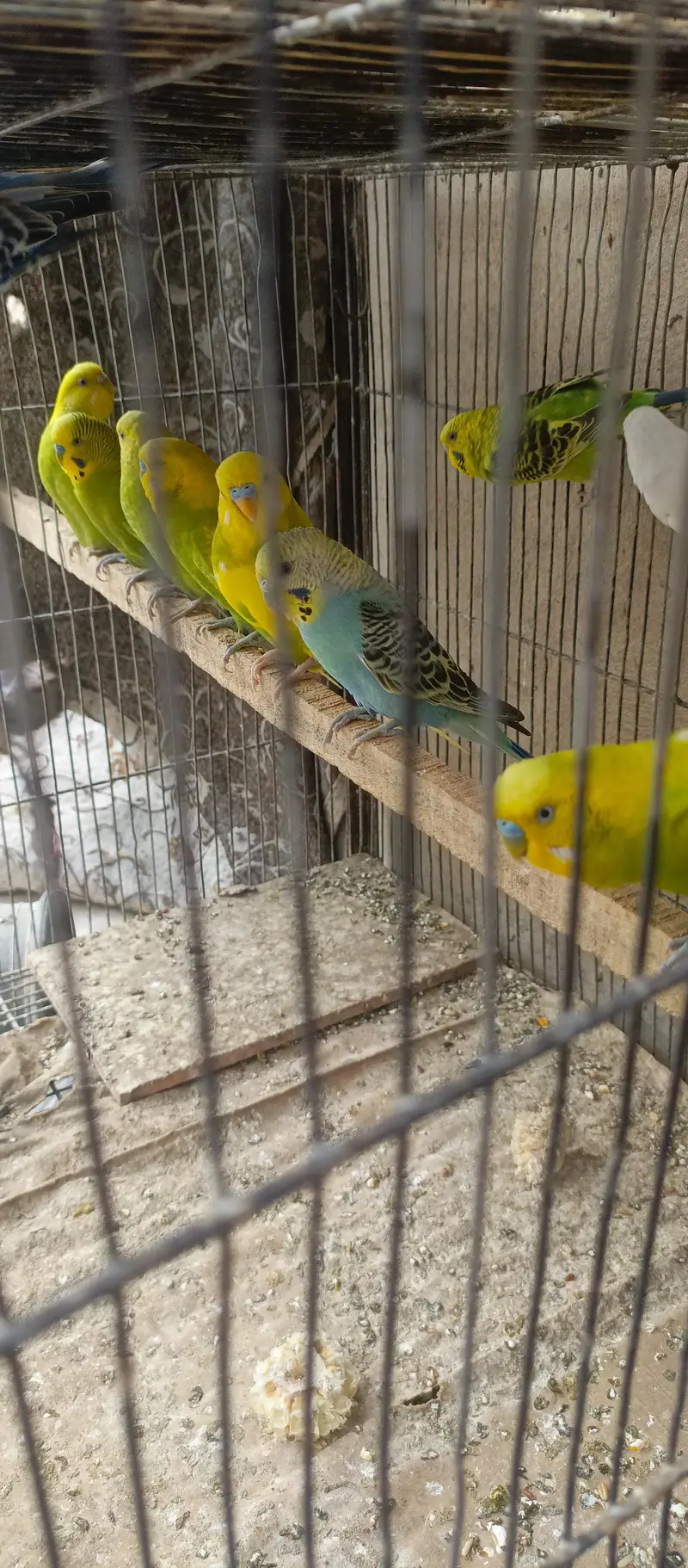 budgies pair for sale per pair 1200 — photo 2