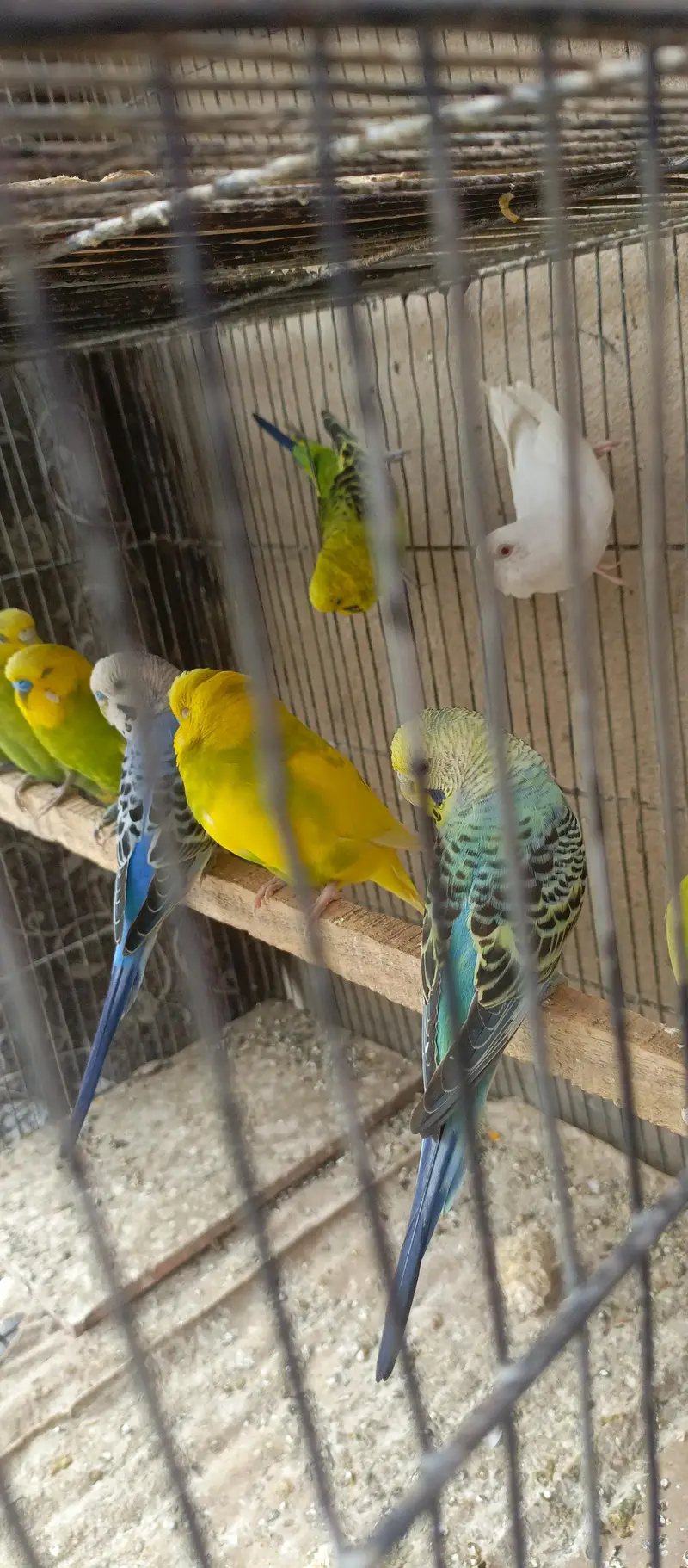 budgies pair for sale per pair 1200 — photo 3