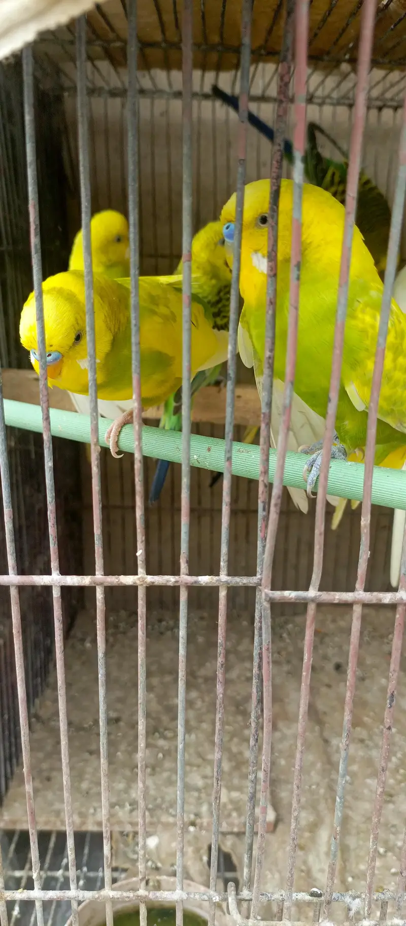 budgies pair for sale per pair 1200 — photo 4