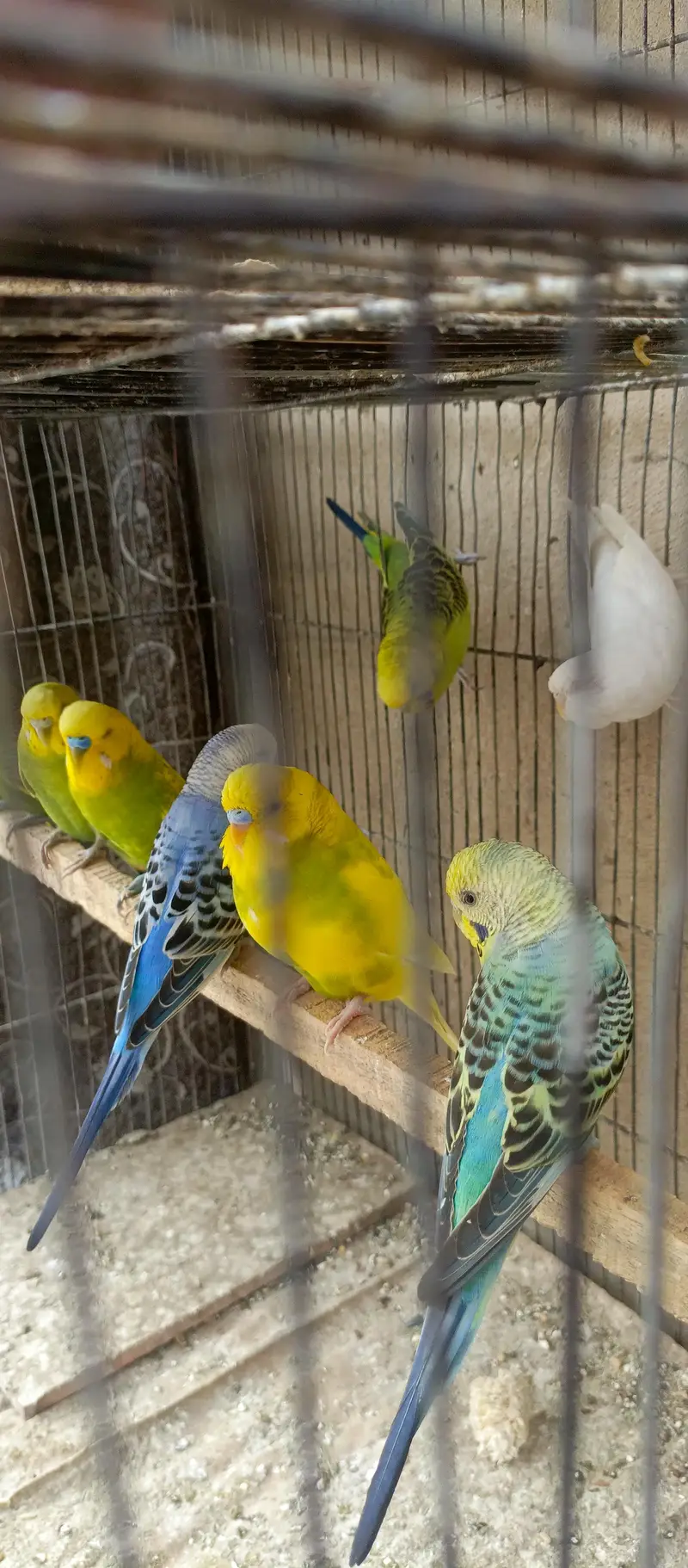 budgies pair for sale per pair 1200 — photo 5