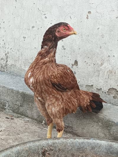 Aseel Female