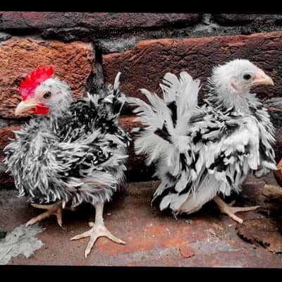 Frizzle Black Mottled Japanese Bantam