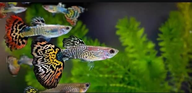 Guppy molly platy available hai